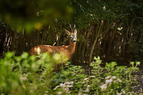 Bockjagd, Österreich