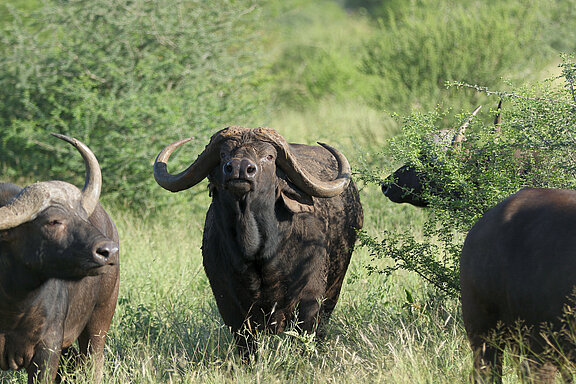 Bellevue Hunting Safaris